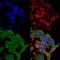 SH3 And Multiple Ankyrin Repeat Domains 2 antibody, MA5-27634, Invitrogen Antibodies, Immunofluorescence image 