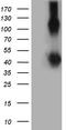 Lymphocyte activation antigen CD30 antibody, UM800146, Origene, Western Blot image 