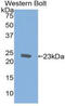 AIF1 antibody, MBS2001289, MyBioSource, Western Blot image 