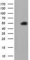 HsMAD2 antibody, LS-C115681, Lifespan Biosciences, Western Blot image 