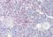 Lipopolysaccharide-induced tumor necrosis factor-alpha factor antibody, orb19631, Biorbyt, Immunohistochemistry paraffin image 