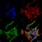 GABA Type A Receptor Associated Protein Like 1 antibody, SPC-623D-A594, StressMarq, Immunofluorescence image 