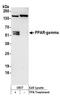 Peroxisome proliferator-activated receptor gamma antibody, A304-460A, Bethyl Labs, Western Blot image 