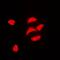 Neuritin 1 antibody, orb74823, Biorbyt, Immunofluorescence image 