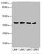 Aldo-keto reductase family 1 member C2 antibody, A56519-100, Epigentek, Western Blot image 