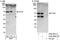Eyes absent homolog 2 antibody, A302-688A, Bethyl Labs, Immunoprecipitation image 