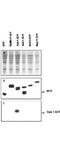 Ubiquitin Related Modifier 1 antibody, NB600-469, Novus Biologicals, Western Blot image 