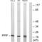Peptidylprolyl Isomerase F antibody, A02803, Boster Biological Technology, Western Blot image 
