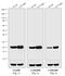 Mouse IgG antibody, 31455, Invitrogen Antibodies, Western Blot image 