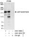 Ubiquitin carboxyl-terminal hydrolase 19 antibody, A301-586A, Bethyl Labs, Immunoprecipitation image 