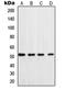 DNA polymerase delta subunit 3 antibody, LS-C353280, Lifespan Biosciences, Western Blot image 
