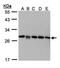 GDP Dissociation Inhibitor 2 antibody, LS-B4219, Lifespan Biosciences, Western Blot image 