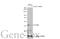 POU Class 5 Homeobox 1 antibody, GTX100468, GeneTex, Western Blot image 