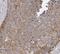 SEC61 Translocon Beta Subunit antibody, FNab07689, FineTest, Immunohistochemistry frozen image 