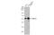 DNA repair protein XRCC4 antibody, GTX109632, GeneTex, Western Blot image 