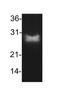 BCL2 antibody, NBP2-33313H, Novus Biologicals, Western Blot image 