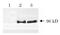 Amyloid Beta Precursor Protein antibody, 74-110, BioAcademia Inc, Western Blot image 