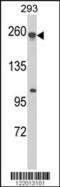 Multidrug resistance-associated protein 5 antibody, MBS9201756, MyBioSource, Western Blot image 