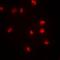 SWI/SNF-related matrix-associated actin-dependent regulator of chromatin subfamily E member 1 antibody, orb382047, Biorbyt, Immunofluorescence image 