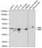 Autoimmune Regulator antibody, 18-035, ProSci, Western Blot image 