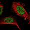 Zinc Finger Protein 830 antibody, HPA024754, Atlas Antibodies, Immunofluorescence image 