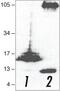 Amyloid Beta Precursor Protein antibody, 51-2700, Invitrogen Antibodies, Western Blot image 