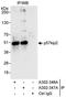 Cyclin Dependent Kinase Inhibitor 1C antibody, A302-346A, Bethyl Labs, Immunoprecipitation image 