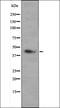 Olfactory Receptor Family 2 Subfamily L Member 3 antibody, orb335658, Biorbyt, Western Blot image 