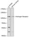 Androgen Receptor antibody, 16-488, ProSci, Western Blot image 