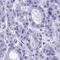 Receptor expression-enhancing protein 4 antibody, HPA042683, Atlas Antibodies, Immunohistochemistry paraffin image 