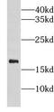 Glycoprotein IX Platelet antibody, FNab03573, FineTest, Western Blot image 