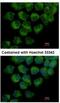 Cytoplasmic dynein 1 light intermediate chain 1 antibody, NBP2-14935, Novus Biologicals, Immunofluorescence image 