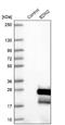 ET-2 antibody, NBP1-87942, Novus Biologicals, Western Blot image 