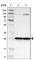 Mitochondrial Ribosomal Protein L9 antibody, HPA008579, Atlas Antibodies, Western Blot image 