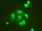 TNF Alpha Induced Protein 1 antibody, PA1305, Boster Biological Technology, Immunofluorescence image 