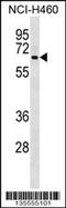 DCT antibody, 58-369, ProSci, Western Blot image 
