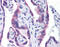 STT3 Oligosaccharyltransferase Complex Catalytic Subunit A antibody, 51-477, ProSci, Immunohistochemistry paraffin image 
