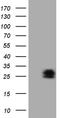 PMP-22 antibody, TA808964S, Origene, Western Blot image 