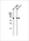 Cartilage Associated Protein antibody, LS-C167057, Lifespan Biosciences, Western Blot image 