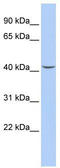 Septin-2 antibody, TA345163, Origene, Western Blot image 
