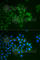 Synaptotagmin 1 antibody, A0992, ABclonal Technology, Immunofluorescence image 