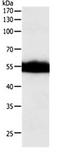 Coagulation Factor X antibody, orb107446, Biorbyt, Western Blot image 