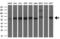 Solute Carrier Family 2 Member 6 antibody, GTX83624, GeneTex, Western Blot image 