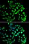 G Protein Pathway Suppressor 1 antibody, LS-C346140, Lifespan Biosciences, Immunofluorescence image 