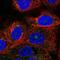 Protein fat-free homolog antibody, NBP2-56866, Novus Biologicals, Immunocytochemistry image 