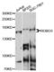 Roundabout Guidance Receptor 3 antibody, LS-C749902, Lifespan Biosciences, Western Blot image 