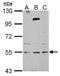 Zinc Finger Protein 513 antibody, GTX122468, GeneTex, Western Blot image 