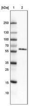 Golgi reassembly-stacking protein 2 antibody, MA5-24640, Invitrogen Antibodies, Western Blot image 