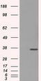 CD32a antibody, LS-C114744, Lifespan Biosciences, Western Blot image 