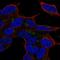 Protein lyl-1 antibody, HPA075004, Atlas Antibodies, Immunofluorescence image 